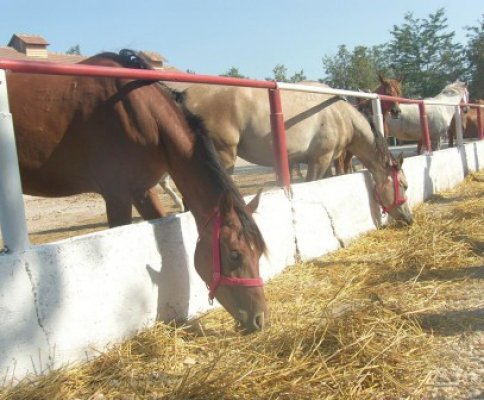 CJC a alocat bani asociaţiei care organizează competiţii la Herghelia Mangalia